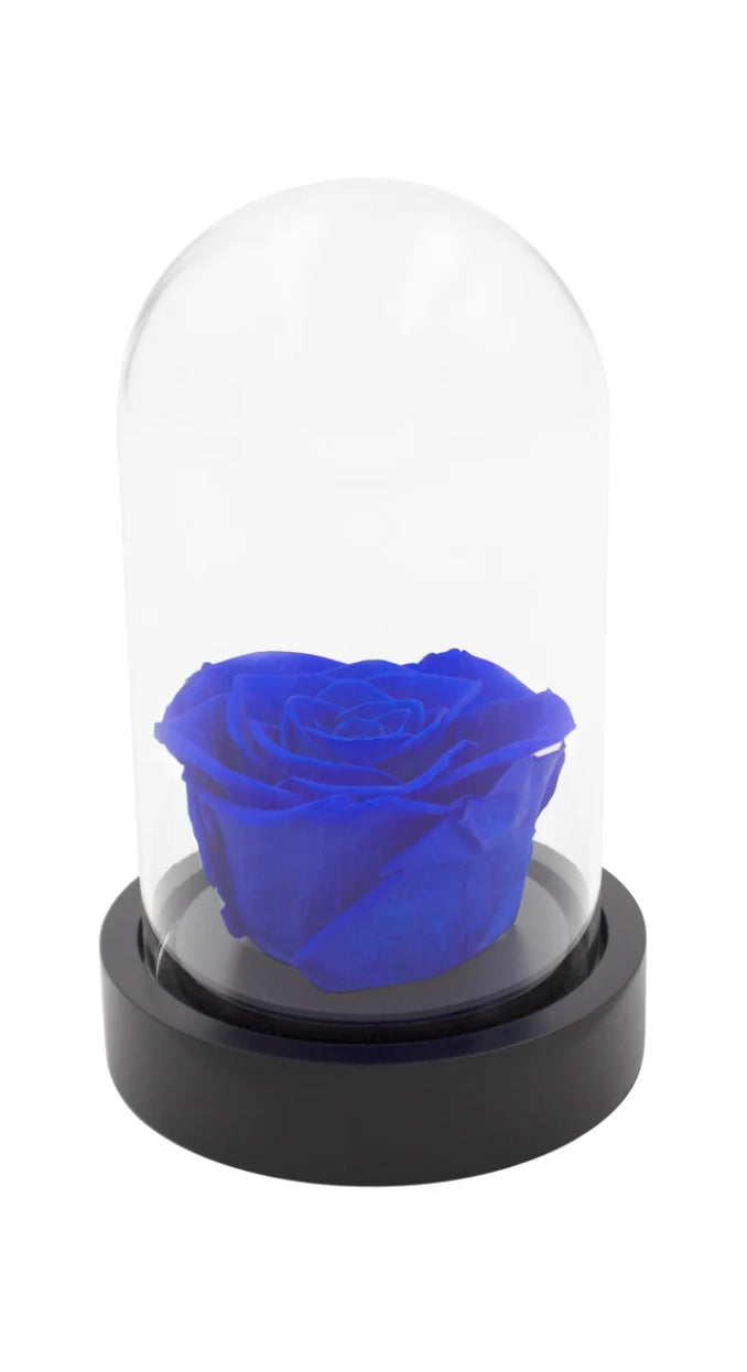 petite rose éternelles rouge sous cloche bleu