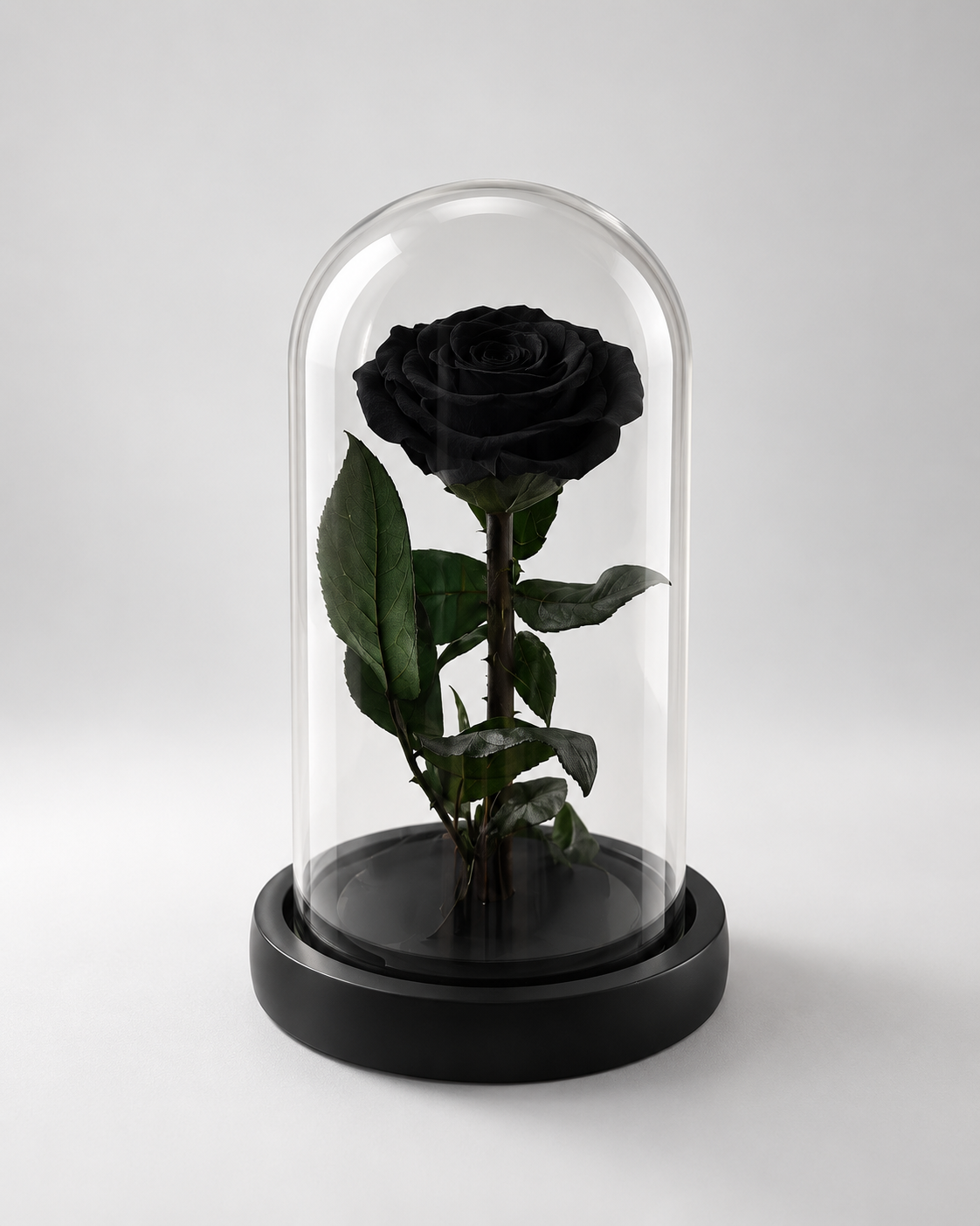Rose éternelle noire avec feuilles vertes sous cloche en verre, fond clair