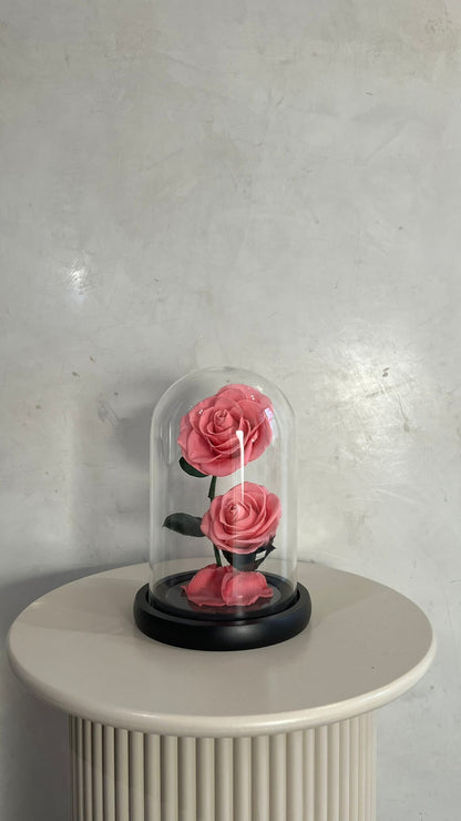 Double rose éternelle rose sous cloche