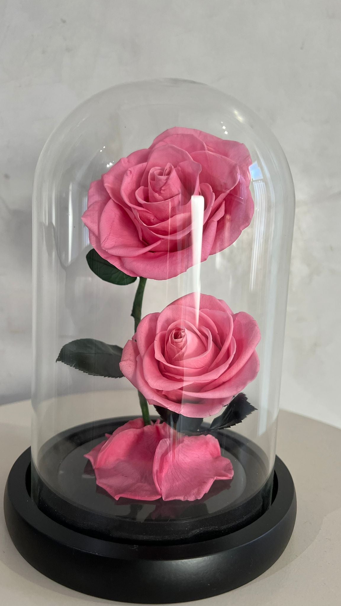 Double rose éternelle rose sous cloche