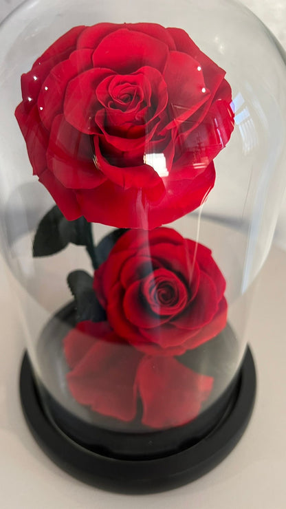 Double rose éternelle rouge sous cloche