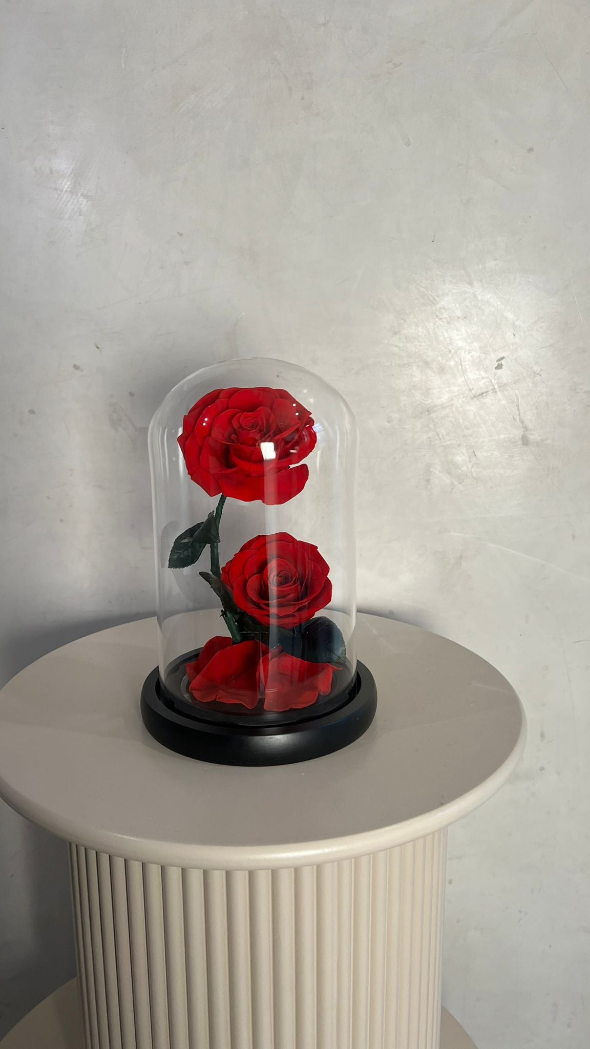 Double rose éternelle sous cloche