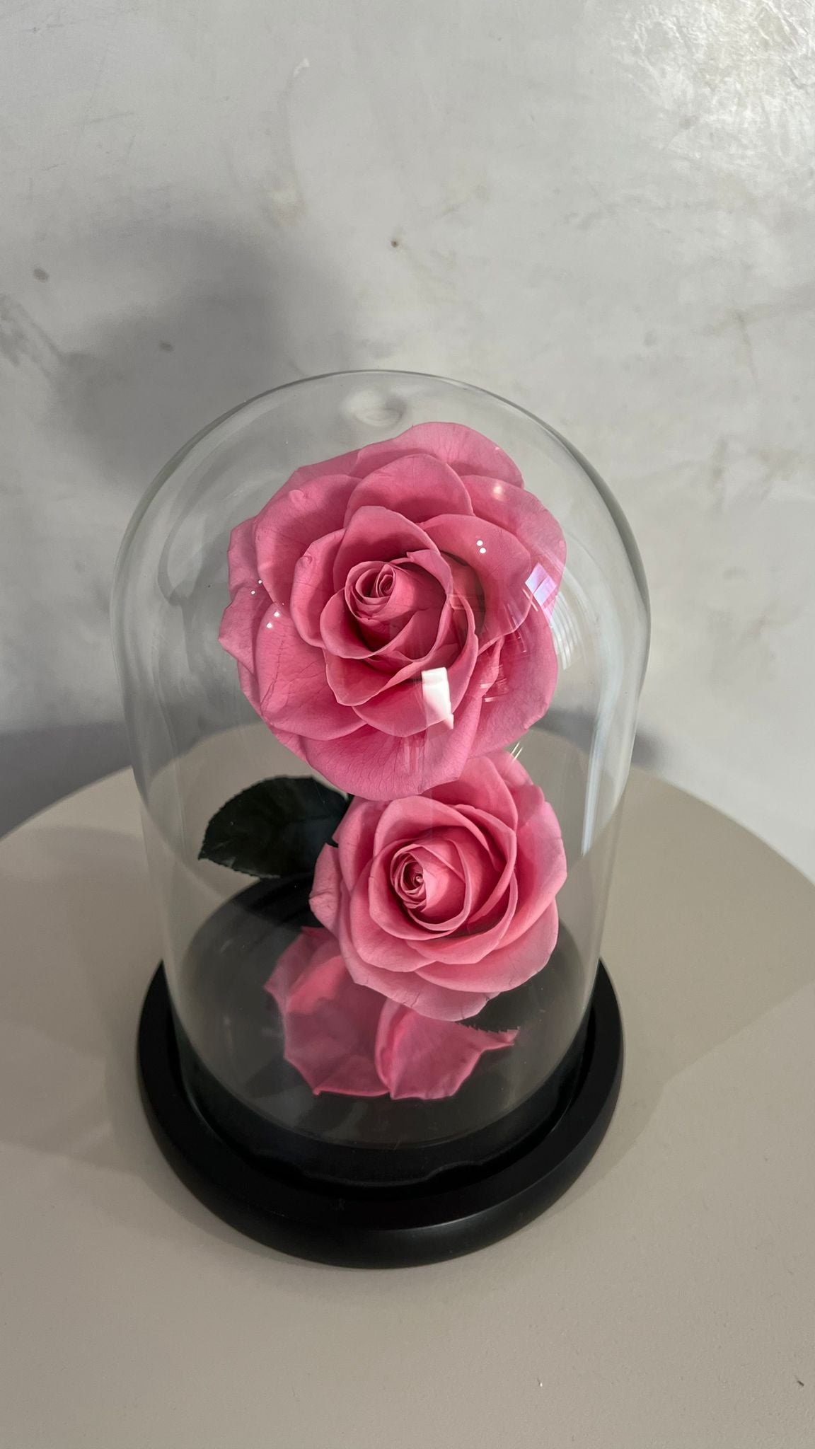 Double rose éternelle rose sous cloche