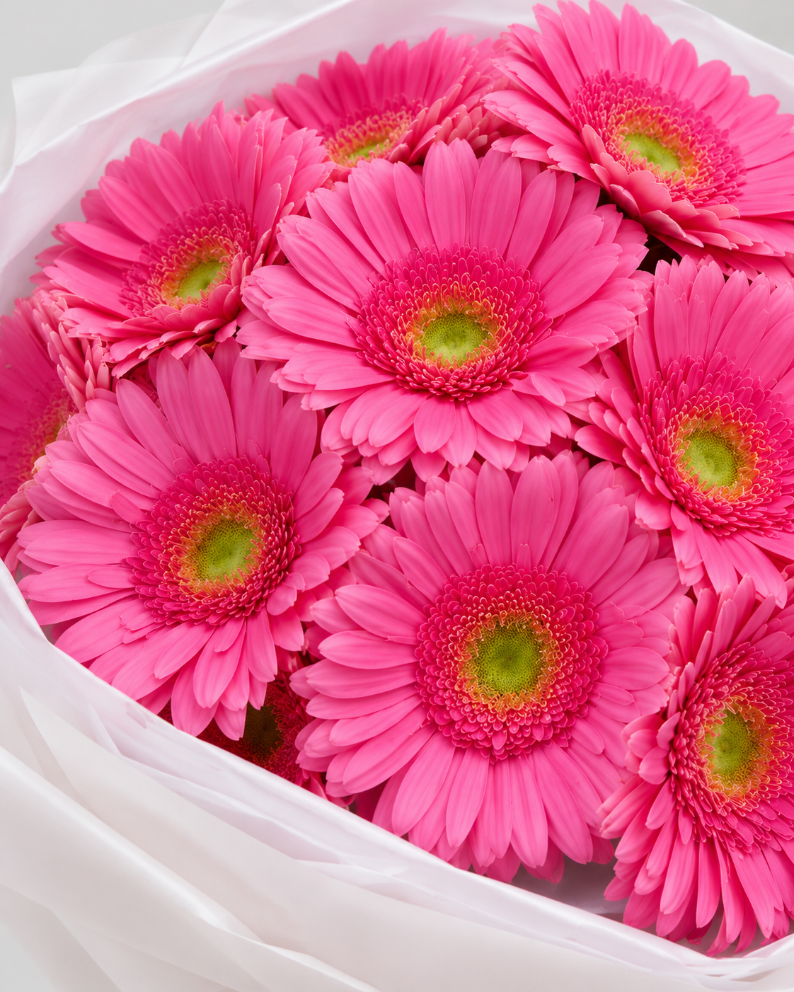 Gros plan sur les gerberas rose vif au cœur vert du bouquet Alinea