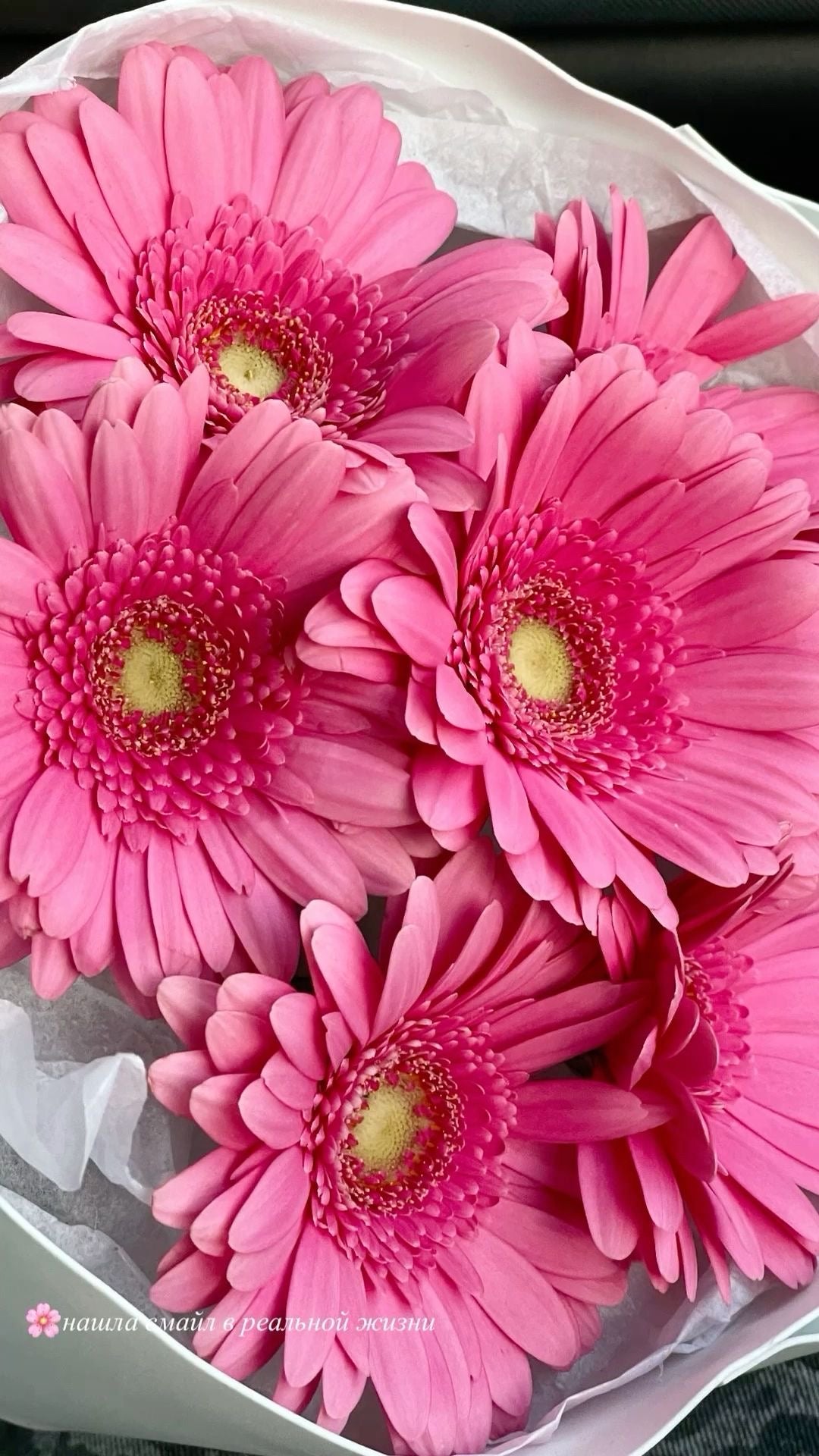 Gros plan photo réelle sur les gerberas roses frais du bouquet Alinea