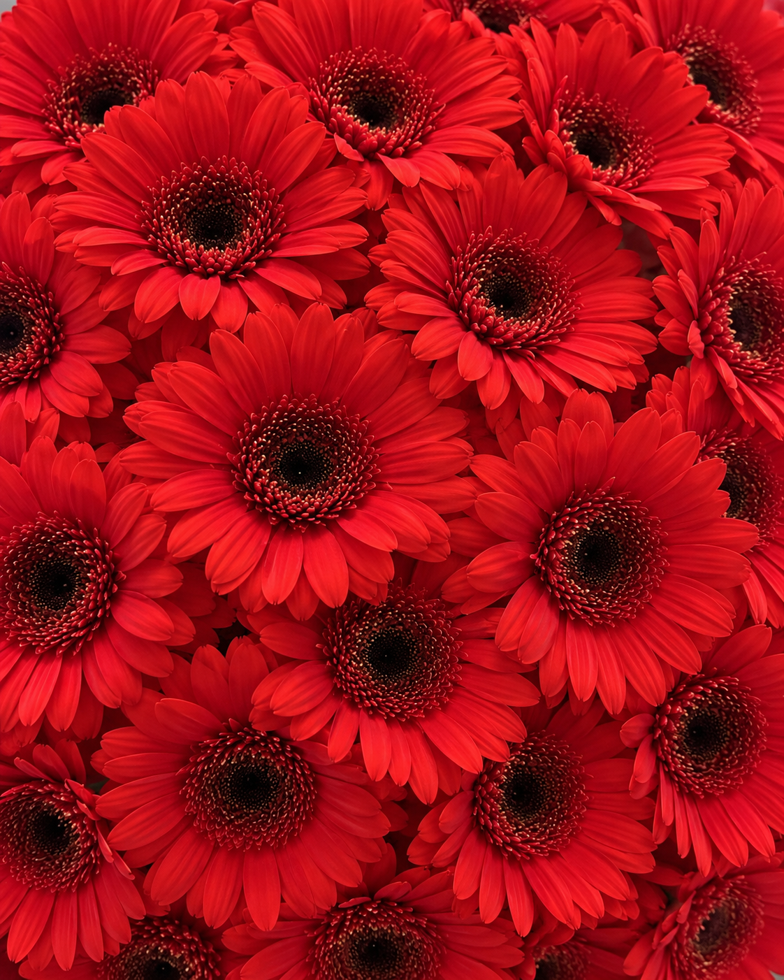Gros plan sur les gerberas rouges frais du bouquet Iman