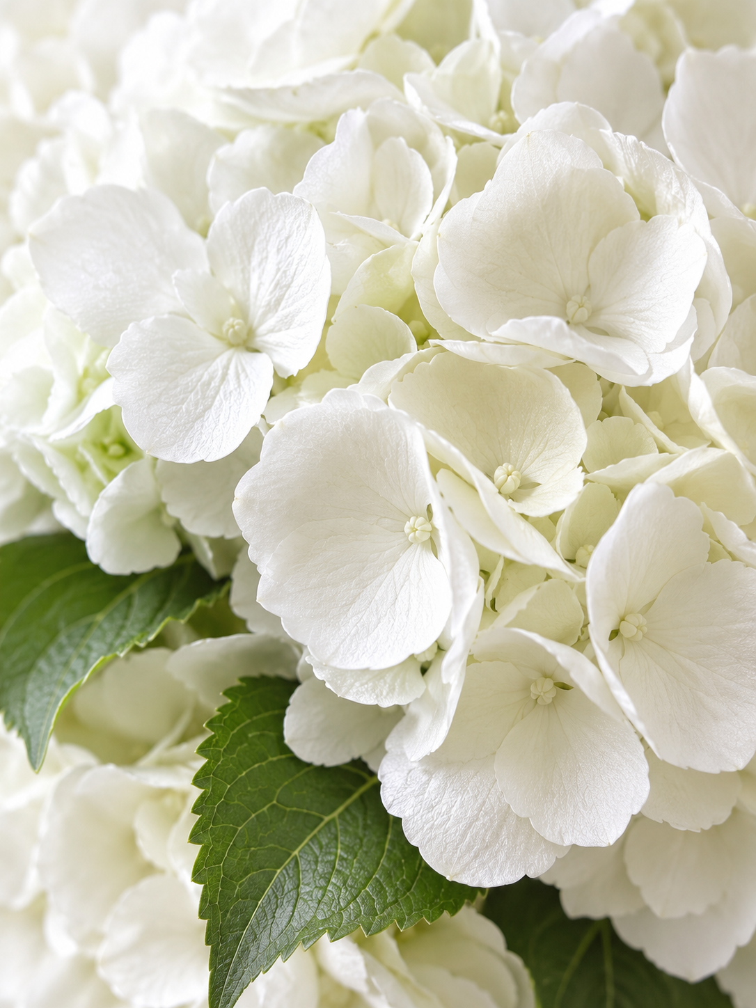 Gros plan sur les pétales des hortensias blancs du bouquet de mariée Alexandra