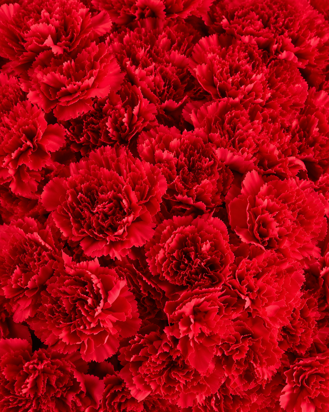 Gros plan sur les œillets rouges frais du bouquet Mimi