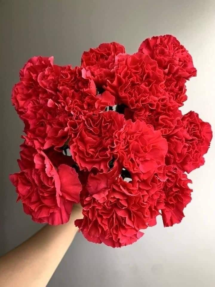 Petit bouquet d'œillets rouges frais tenu à la main, version Mimi