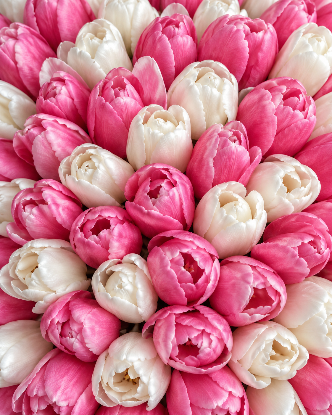 Gros plan sur les tulipes roses et blanches du bouquet Cadie