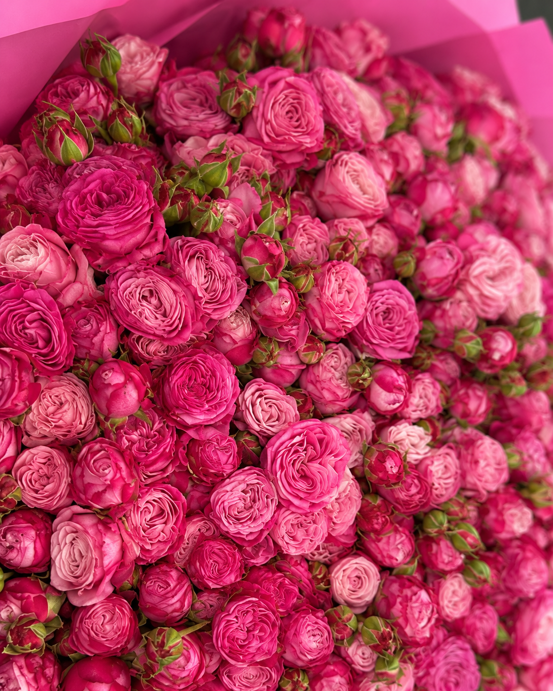 Gros plan sur les roses branchues rose fuchsia du bouquet ESRA