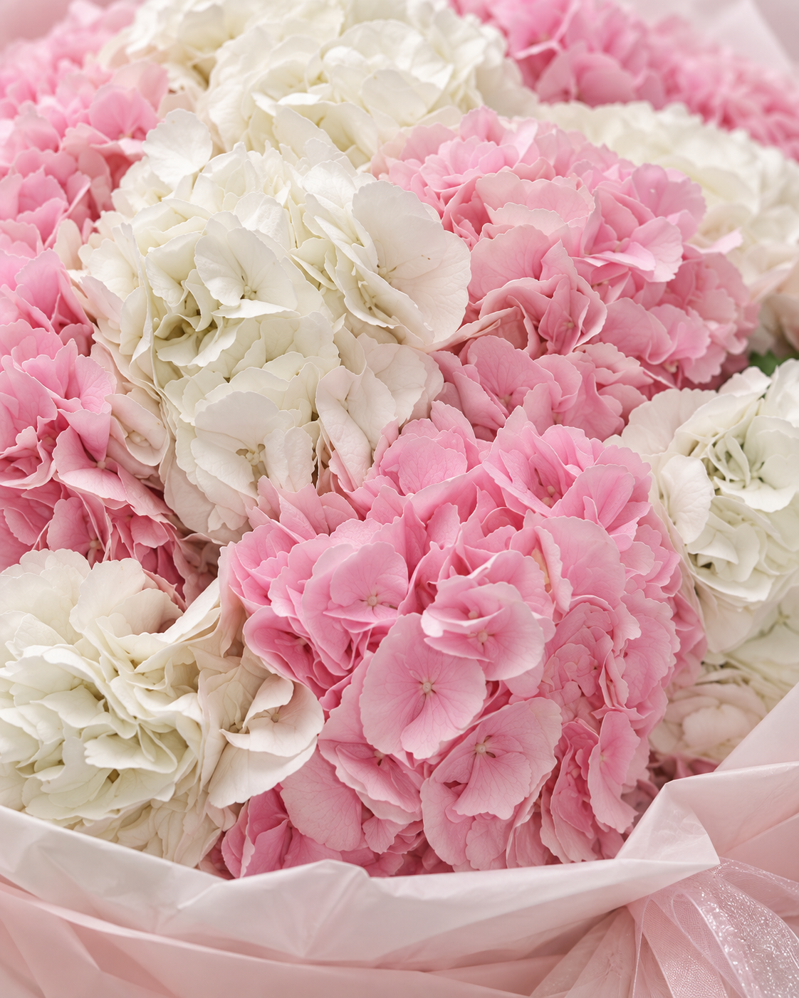 Gros plan sur les hortensias roses et blancs du bouquet MILLA