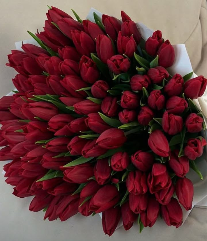 Tulipes rouges du bouquet Mira avec leur feuillage, vue rapprochée