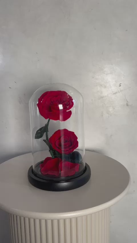 Double rose éternelle rouge sous cloche