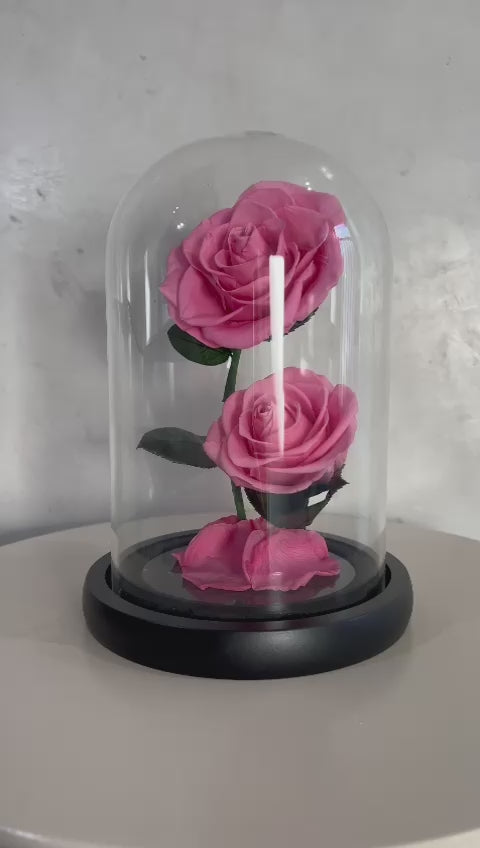 Double rose éternelle rose sous cloche