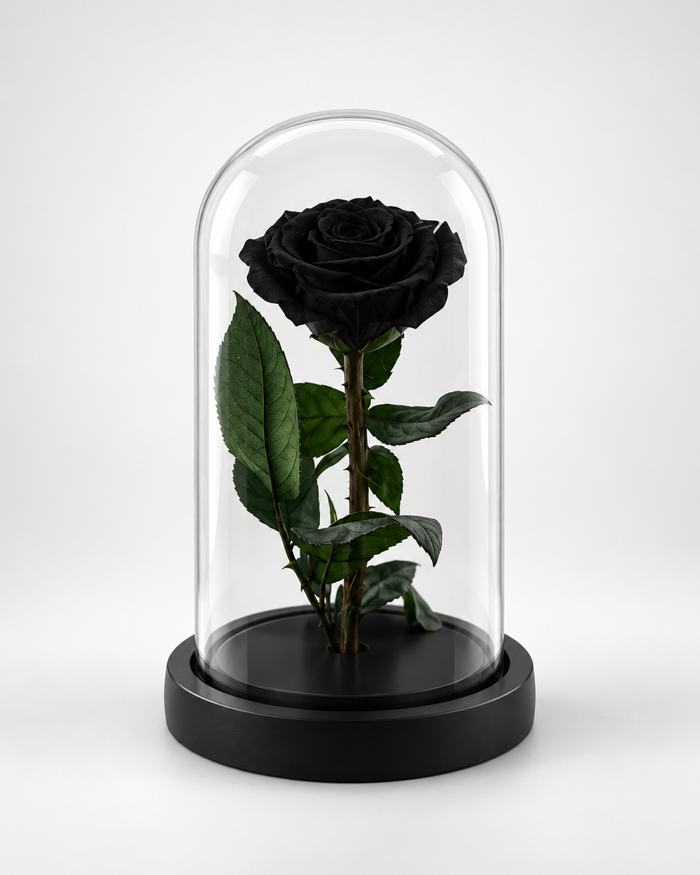 Rose éternelle noire sous cloche en verre sur socle noir, vue de face