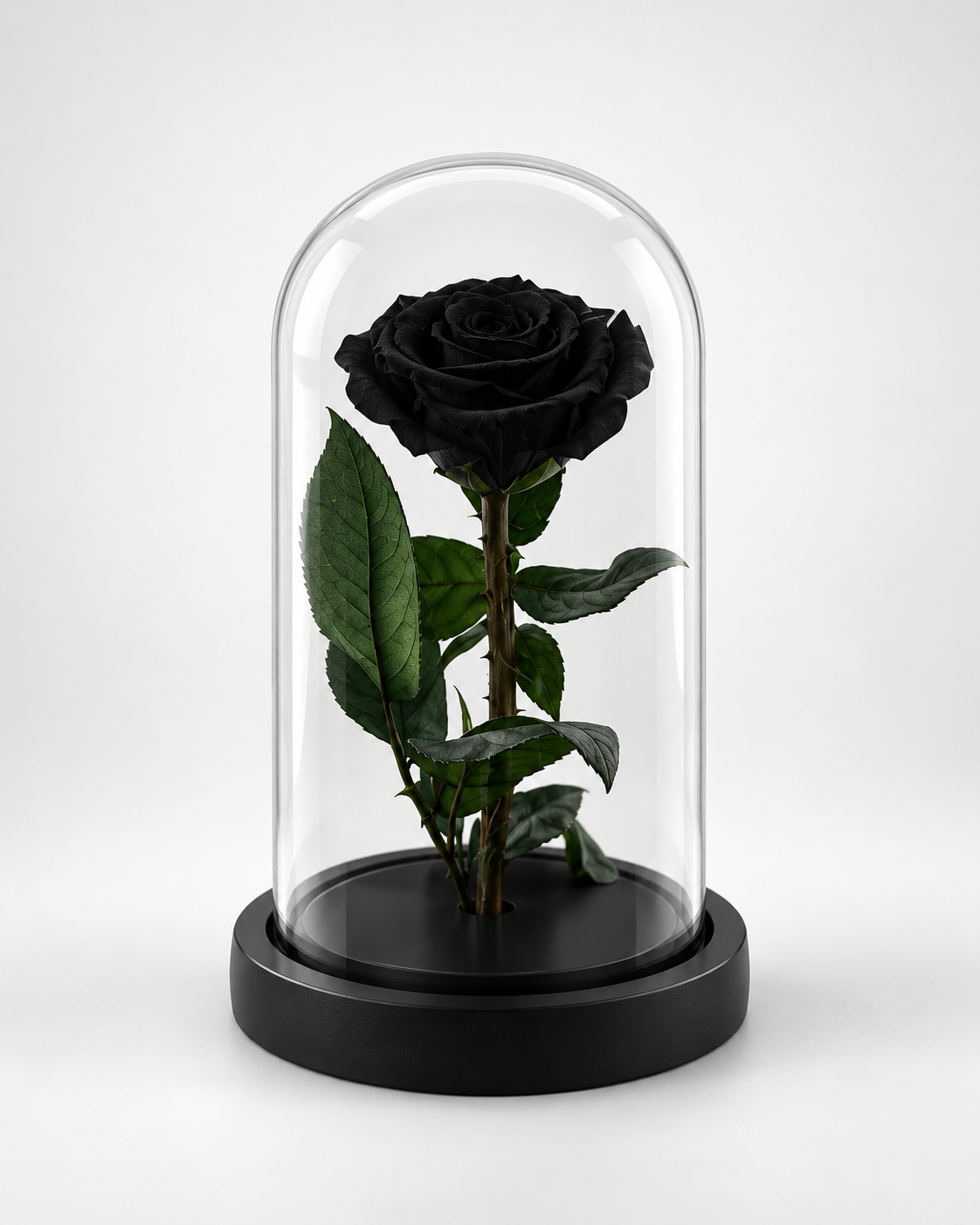 Rose éternelle noire sous cloche en verre sur socle noir, vue de face