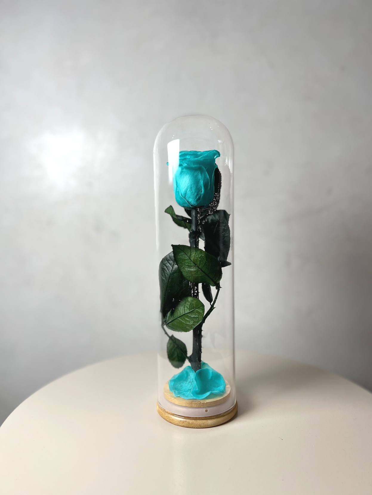 rose éternelles sous cloche éternelles, longue  bleu lagon