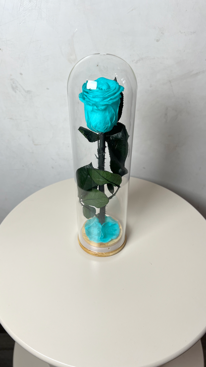 rose éternelles sous cloche éternelles, longue transparente bleu