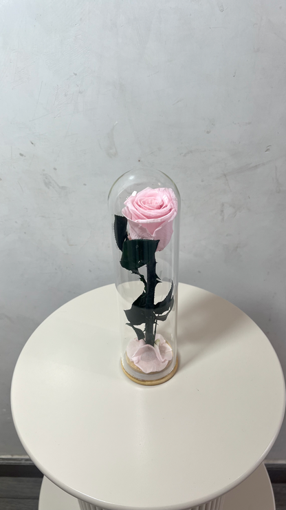 rose éternelles sous cloche éternelles, longue transparente rose