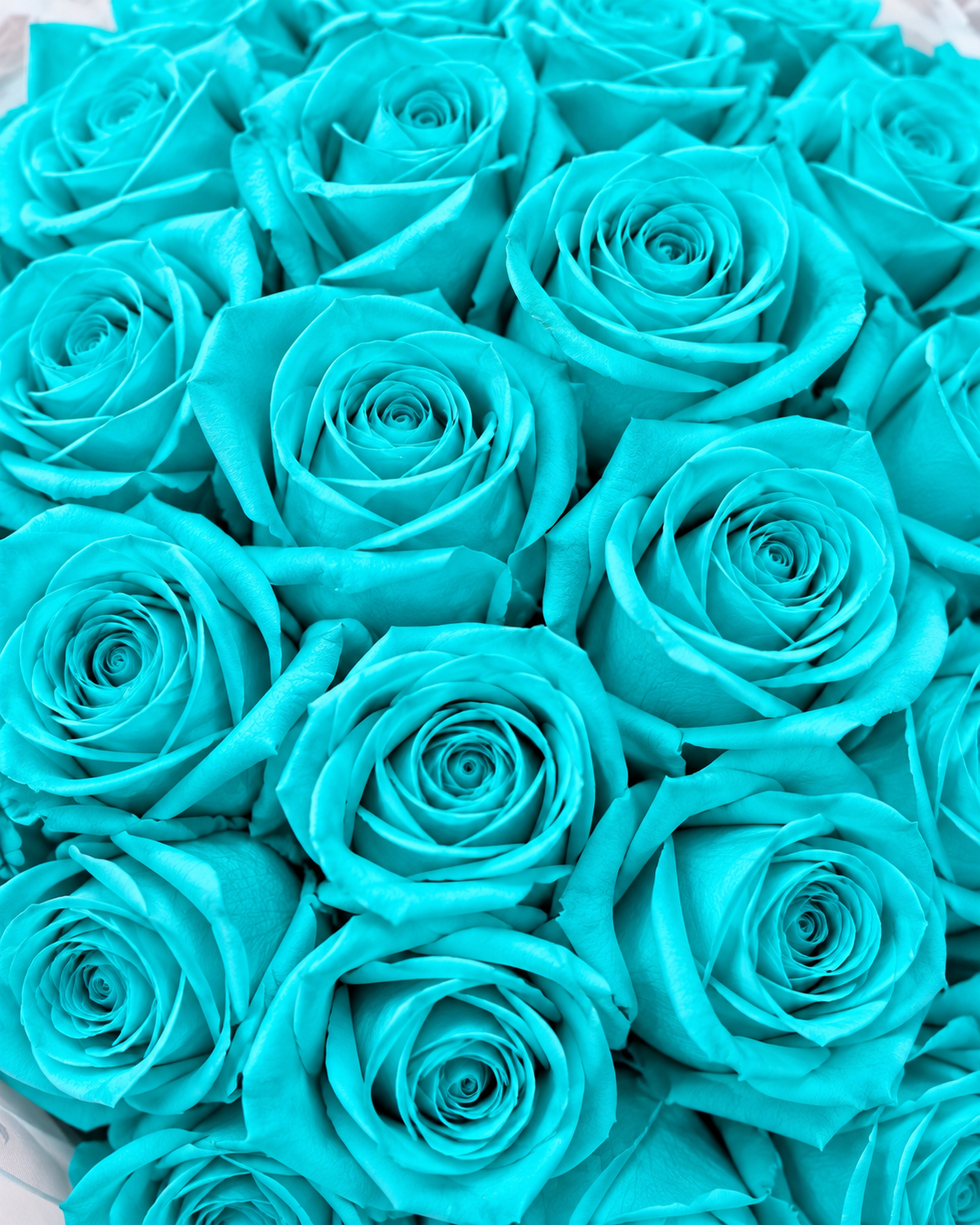 Gros plan sur les roses éternelles bleu turquoise du bouquet TIFFANY